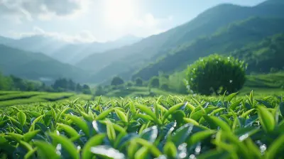 Famous Tea Plantations Across Asia You Should Visit