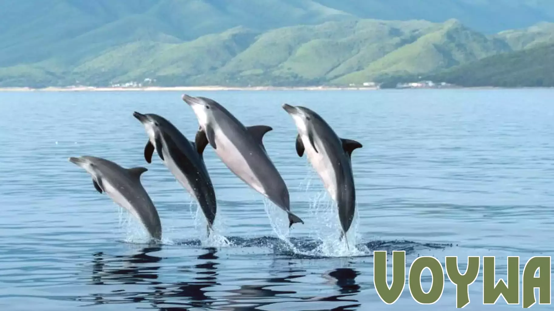 Chinese White Dolphins Sighting Boosts Eco-Tourism in Hainan, Everything You Need to Know - Travel And Tour World