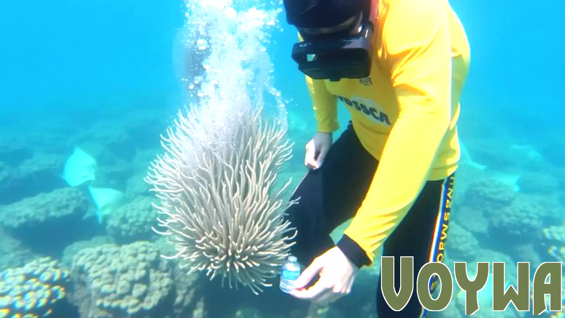 MSC Foundation Strengthens Partnership with Perry Institute to Restore Coral Reefs in the Caribbean, Boosting Cruise Tourism Sustainability and Growth - Travel And Tour World