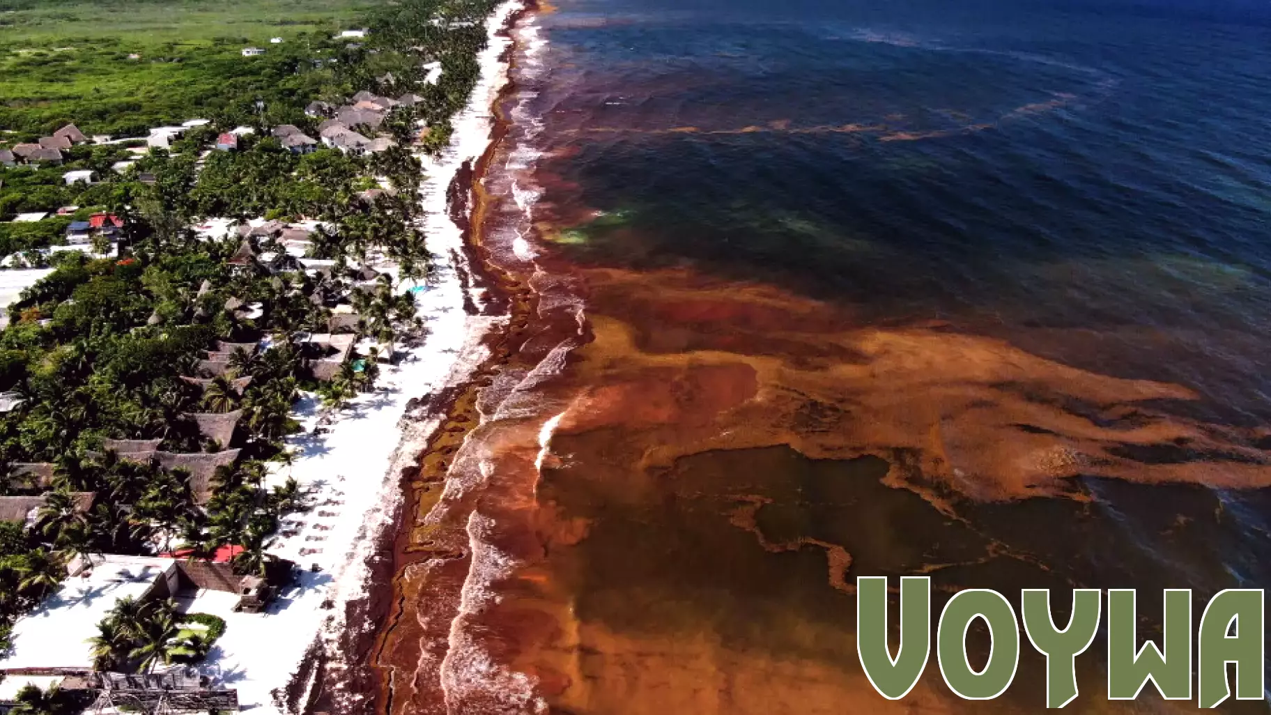 Record seaweed threat to tourism, environment in Mexico and Caribbean