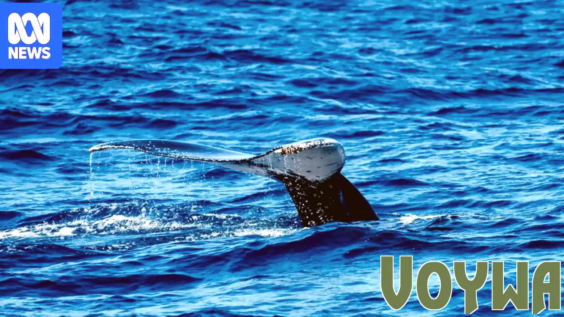The Impact of Whale Songs on Environmental Consciousness