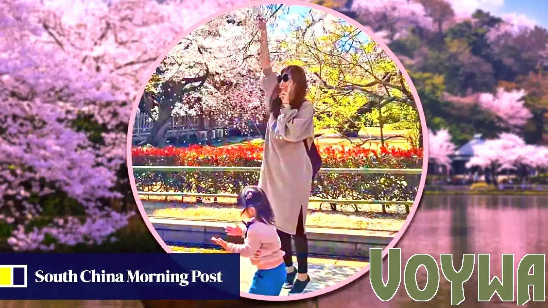 Tourist Faces Backlash for Disturbing Cherry Blossoms in Japan