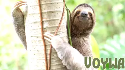 At ‘Sloth World’ in Florida, Wild Sloths Have Died by the Dozens