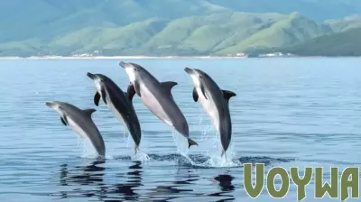 Chinese White Dolphins Sighting Boosts Eco-Tourism in Hainan, Everything You Need to Know - Travel And Tour World