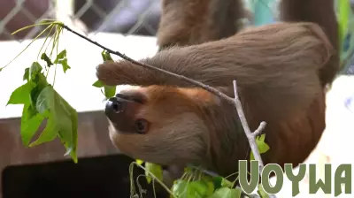Mass Sloth Deaths in Florida Are a Warning About Wildlife Trade and Pandemic Risk, Scientists Say