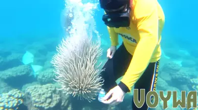 MSC Foundation Strengthens Partnership with Perry Institute to Restore Coral Reefs in the Caribbean, Boosting Cruise Tourism Sustainability and Growth - Travel And Tour World