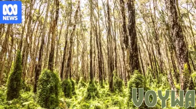 Popular Walking Trail Remains Closed to Protect Paperbark Forest