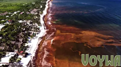 Record seaweed threat to tourism, environment in Mexico and Caribbean