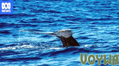 The Impact of Whale Songs on Environmental Consciousness