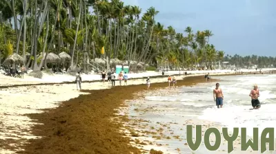 Urgent Call to Address Sargassum Crisis in the Caribbean
